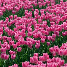 Bild von Zwettulips