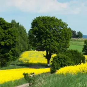 Psychologenpraktijk- en Gestalttherapiepraktijk Twente Rooseboom