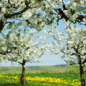 Psychologenpraktijk Rooseboom