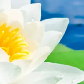 Psychologenpraktijk Rooseboom