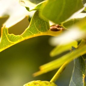 Runhaar Ambiance Zonweringen en Zonwering