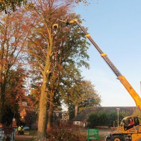 bomen rooien