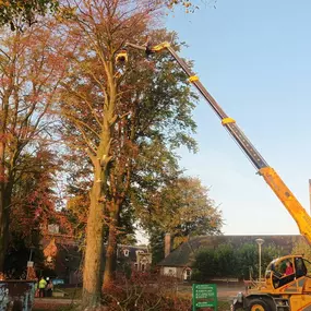 bomen rooien