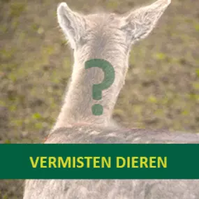 Dierenambulance Velsen