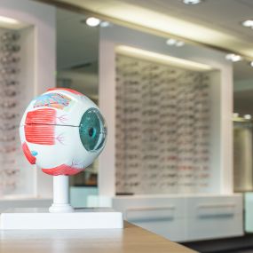 Bij Van Essen Optiek bent u verzekerd van de beste oogzorg. U kunt bij ons terecht voor oogonderzoek, oogcontroles en een persoonlijk advies. Zowel voor optometrie, orthoptie als ooglaseren.
