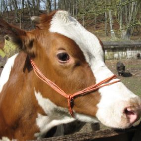 Franschman Kaasboerderij De