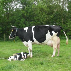 Franschman Kaasboerderij De