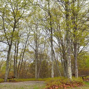 Bild von Thousand Trails Timothy Lake South