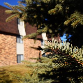 Valley View Apartments Trees in Gilette, Wyoming.  Beautiful living in Gillette.