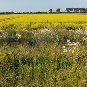 Omgeving Groede