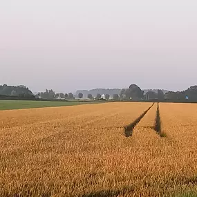 Omgeving Groede