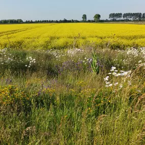 Omgeving Groede