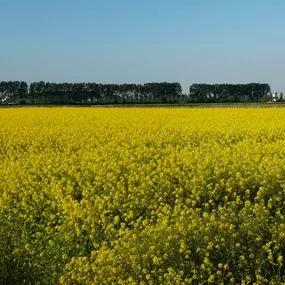 Omgeving Groede