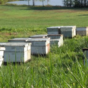 Bild von Bee Well Honey Bee Supply