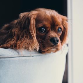Shamrock Chem-Dry offers industry-leading pet urine and odor removal! Even if your pet is not having accidents anymore they are still shedding hair and skin that gets trapped in your surfaces. Call Shamrock Chem-Dry to help keep the build-up under control!