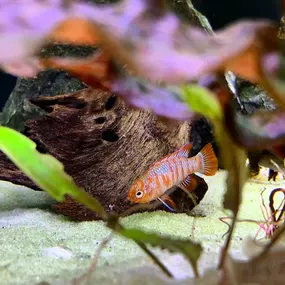 Scarlet Badis