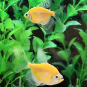 Longfin GloFish Tetras