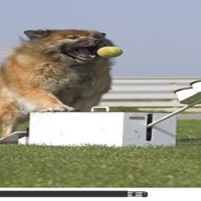 flyball