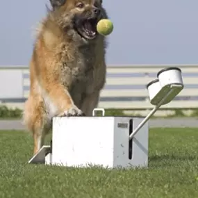 flyball