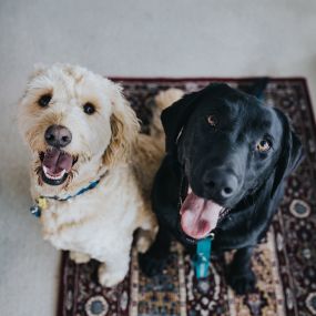 If you have a dog, you need to schedule a carpet cleaning. We remove 98% of allergens and pet dander from upholstery and carpet in Tipton IN.