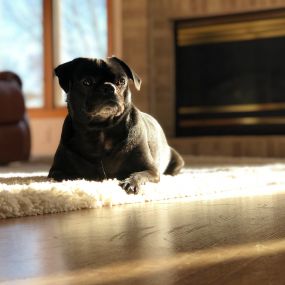 A regular professional carpet cleaning should be schedule every 3-6 months. If you have pet, however, you need more frequent cleanings.