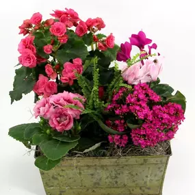 Bild von Gainan's Midtown Flowers