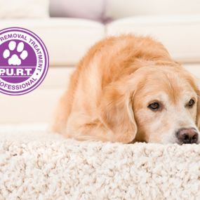 We clean using P.U.R.T. (Pet Urine Removal Treatment) to destroy pet urine and odors once and for all.