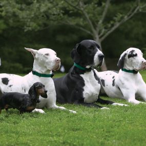 We install and service Outdoor Pet Fence Containment Systems.