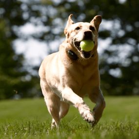 We install and service Outdoor Pet Fence Containment Systems.