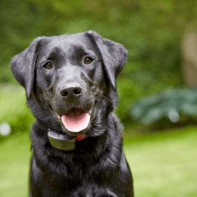 We install and service Outdoor Pet Fence Containment Systems.