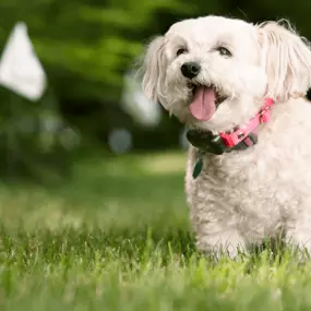We install and service Outdoor Pet Fence Containment Systems.