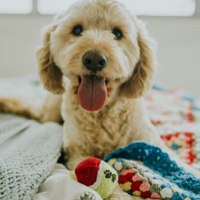 Here at Chem-Dry of East Tennessee, we love our pets just as much as you do. That is why we offer a specialty pet urine and odor removal service (P.U.R.T.). Call us to schedule a P.U.R.T. service and get rid of the odor for good.