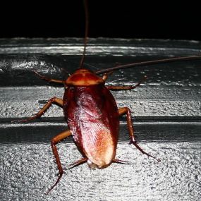 Cockroach