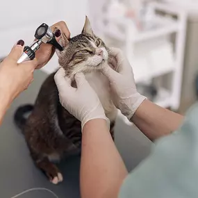 Bild von Banfield Pet Hospital