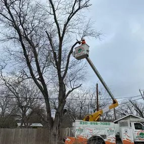 Bild von Texas Tree Service