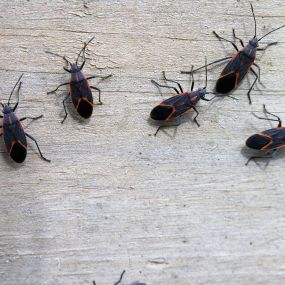 Bild von Amherst Exterminators