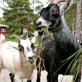 Bild von Thousand Trails Gettysburg Farm