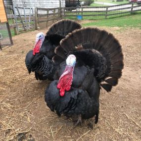 Bild von Thousand Trails Gettysburg Farm