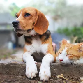Pet Insurance