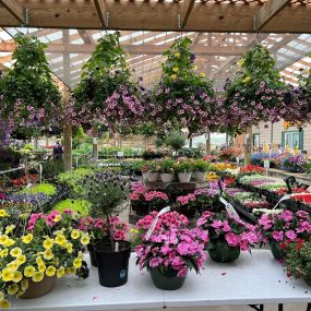 Bring nature closer to home with our stunning plant selection.