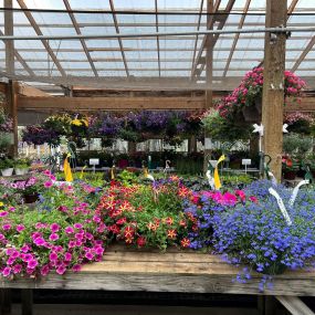 From our nursery to your garden – let’s cultivate beauty together!