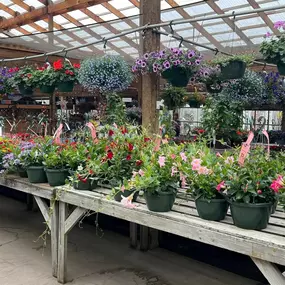 Cultivating joy, one plant at a time. Visit Steve’s Elk River Nursery.