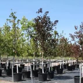 Because we realize the purchase and installation of quality landscaping is a major investment in your property, Steve's Elk River Nursery always provides customers with extensive plant care and planting instructions to maintain the integrity and overall attractiveness of your project.