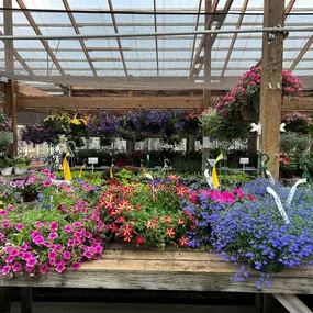 From our nursery to your garden – let’s cultivate beauty together!