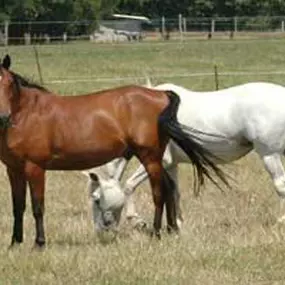 Kennemergaarde Manege
