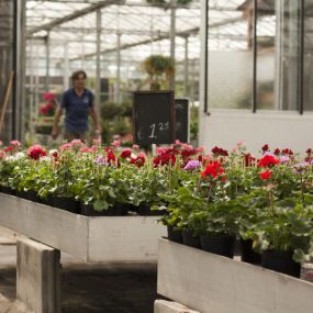 Tuincentrum Den Elsenhof