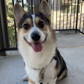 Arthur is a Pembroke Welsh Corgi, and he loves treats, performing tricks, and playing with his toys. He loves the office and is well behaved when it’s time to visit. Arthur is friendly and loves to be pet.