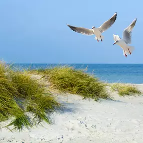 Immo de Nijs Cadzand-Bad