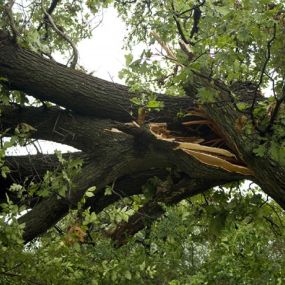 Hazardous Tree Service