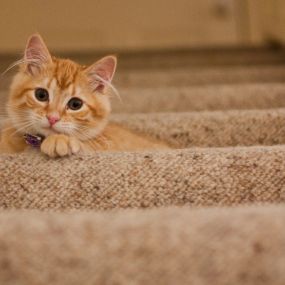 A + Chem-Dry can give your carpeted stairs new life and help find all the pesky pet accidents hiding  in your carpeting.